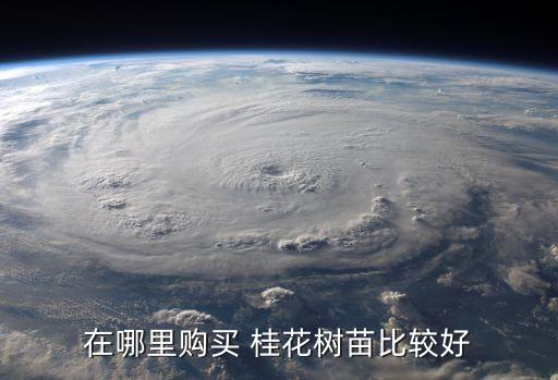 巴南桂花苗木基地,浙江金華桂花苗木基地...